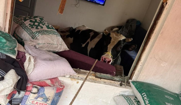 Burdur’da 450 kiloluk tosunun