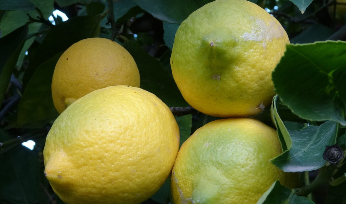 Türkiye’de limonun başkenti olarak