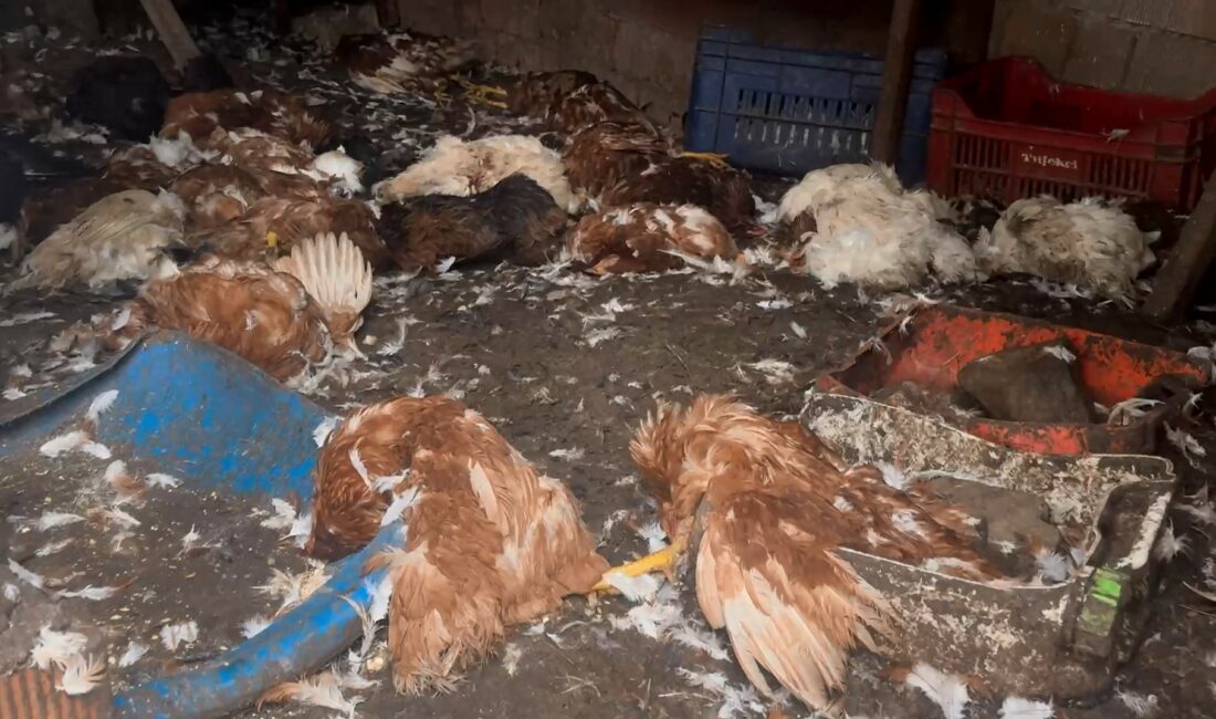 Bursa'da çiftliklere giren kurt