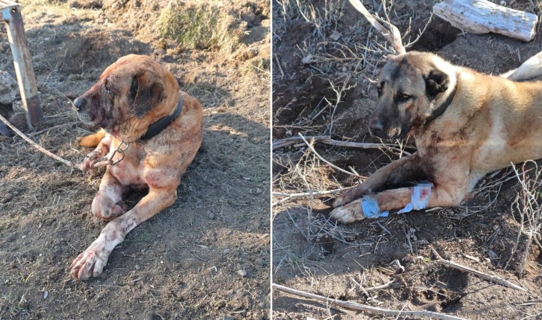 Afyonkarahisar’da yasa dışı köpek