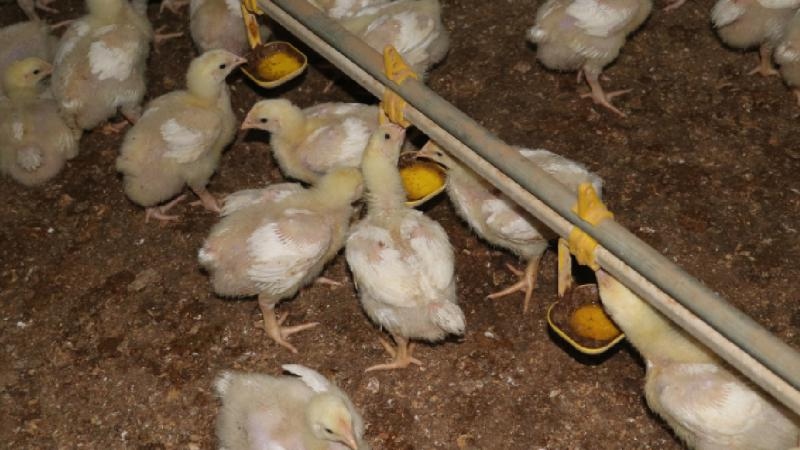 Yerli yumurta tavuğu ile
