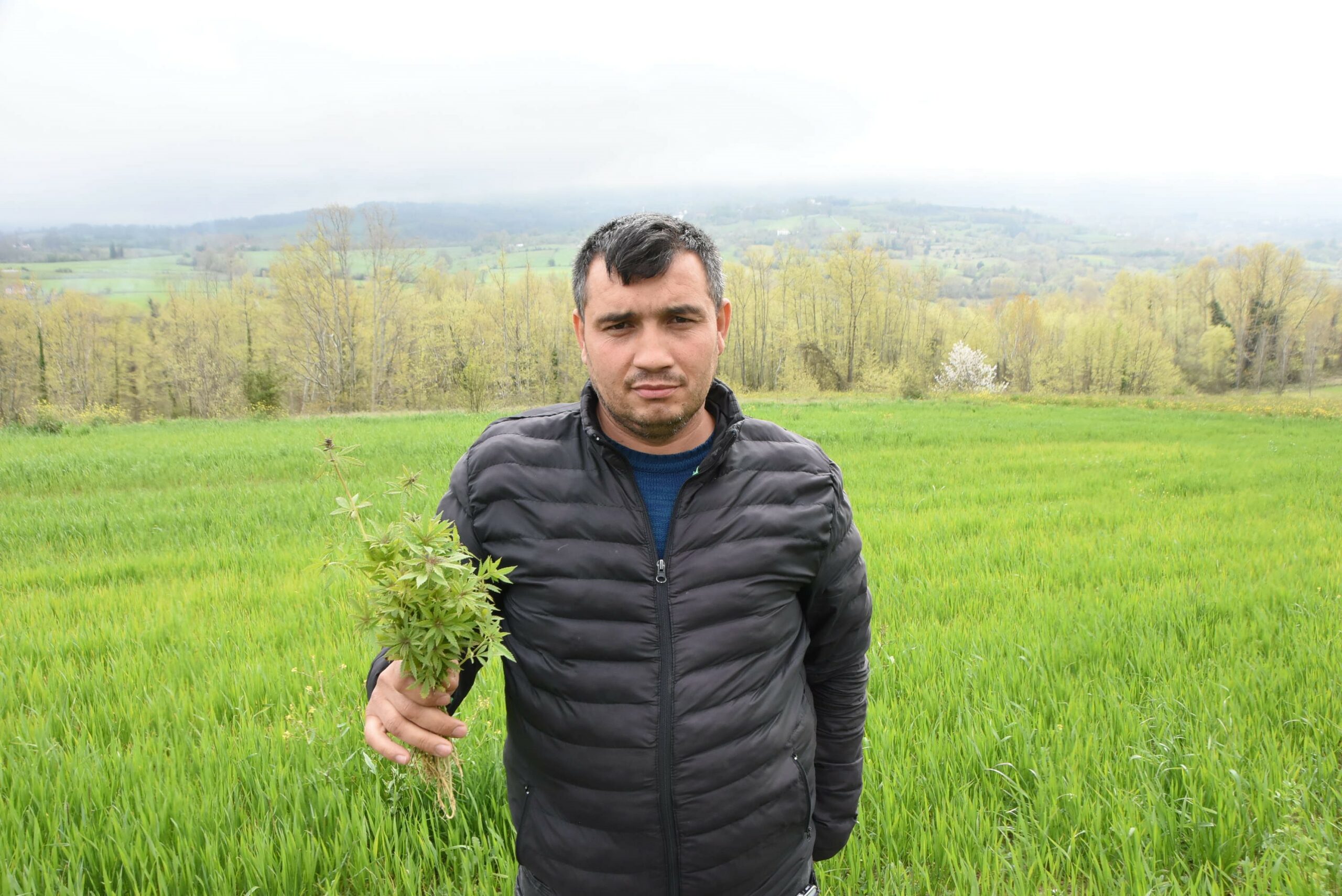 Sinop’ta tarlasında kenevir ele geçirilen çiftçi: Yasa dışı iş yapmadık, valilik rencide etti