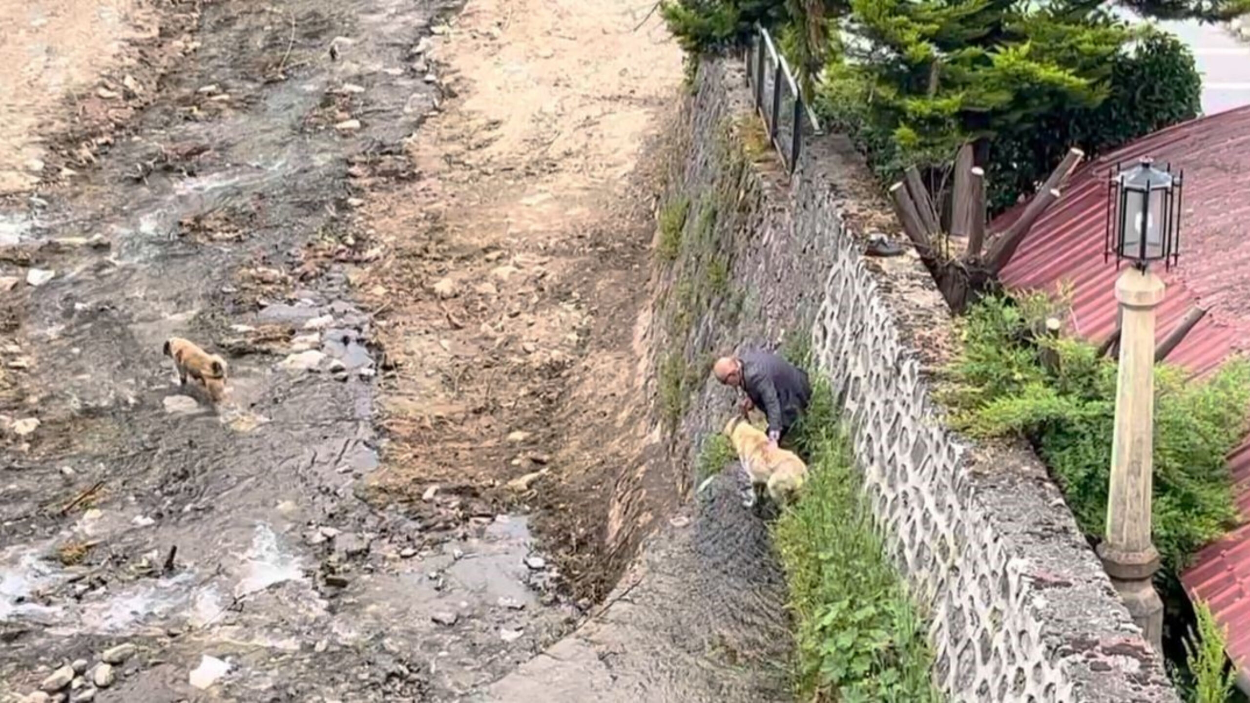 Derede mahsur kalan Kangal köpeklerini sahibi suya atlayıp kurtardı