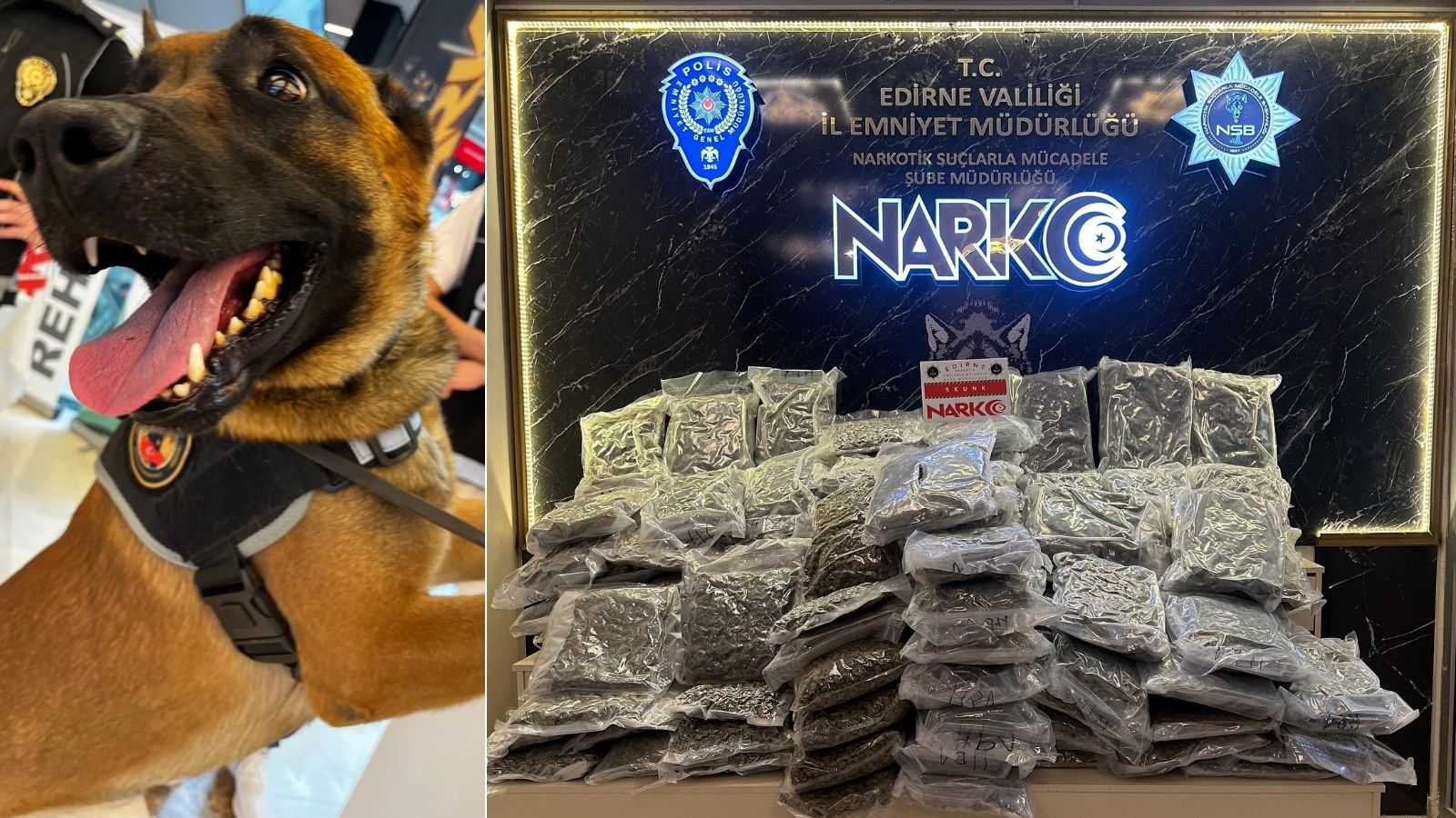 ‘Carlos’ geçit vermedi: Dorsede 115 kilo skunk ele geçirildi