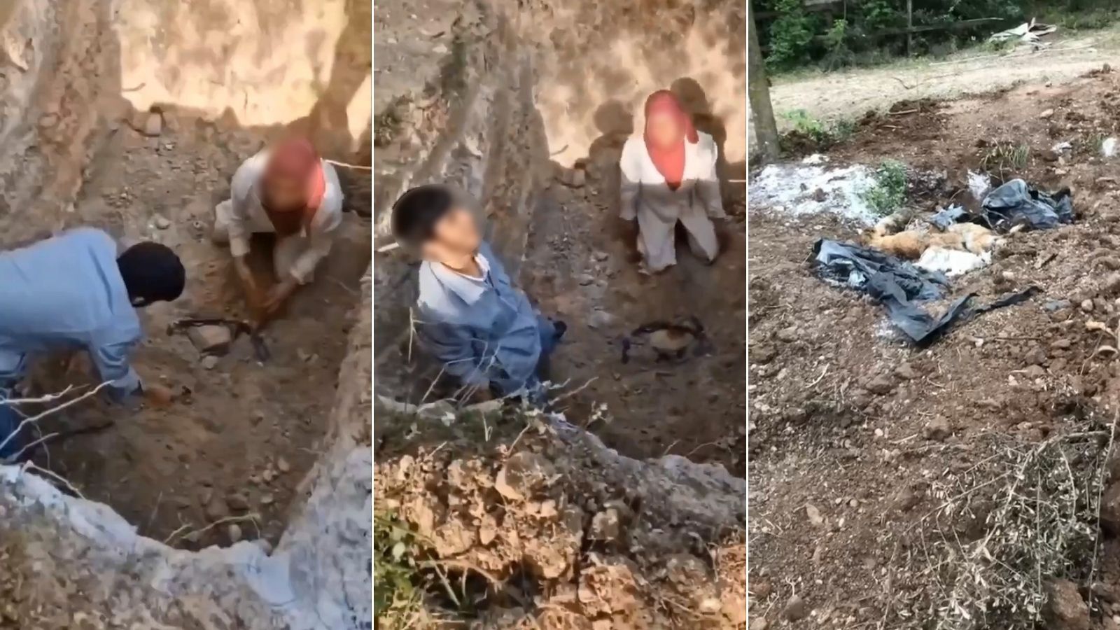 Ölen köpekleri mezardan çıkarmaya çalıştılar!