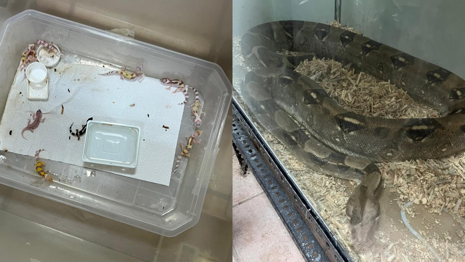 Bursa’da egzotik hayvan ticaretine darbe