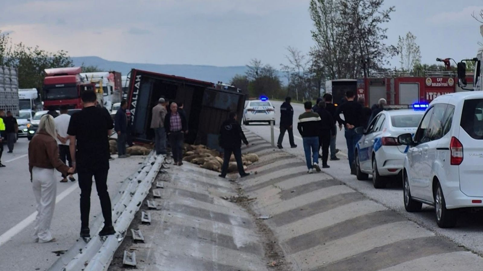 Devrilen kamyonda 53 koyun telef oldu