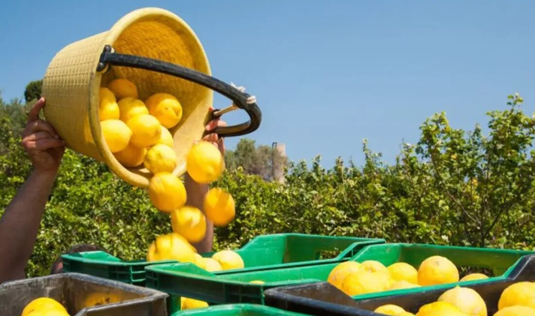 İstanbul’da Nisan ayında limon