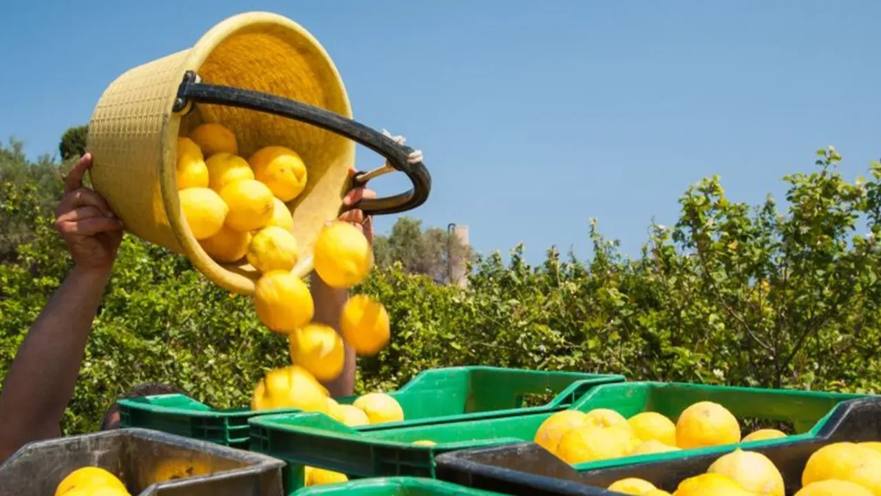 İstanbul’da Nisan ayında en çok limon pahalandı