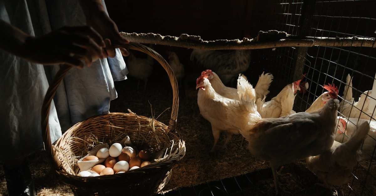 Mart ayında yıllık tavuk yumurtası üretimi yüzde 8,8 azaldı
